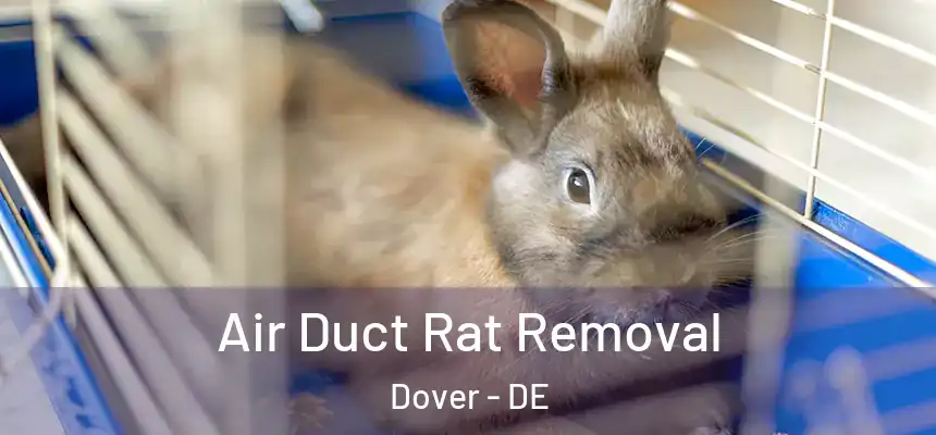  Air Duct Rat Removal Dover - DE